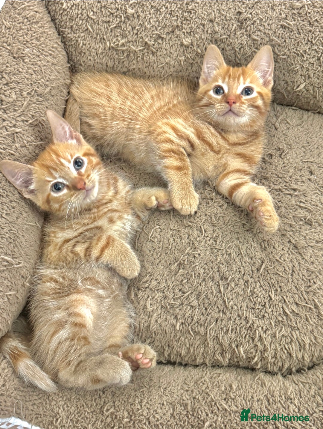 Mixed Breed cats for sale: BEAUTIFUL KITTENS  - Image 11