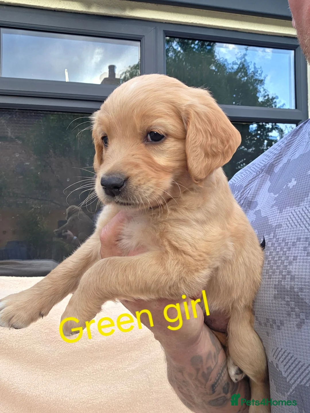 Golden Retriever dogs for sale: Extensively Health Tested Kc Reg Pups in Doncaster - Advert 2