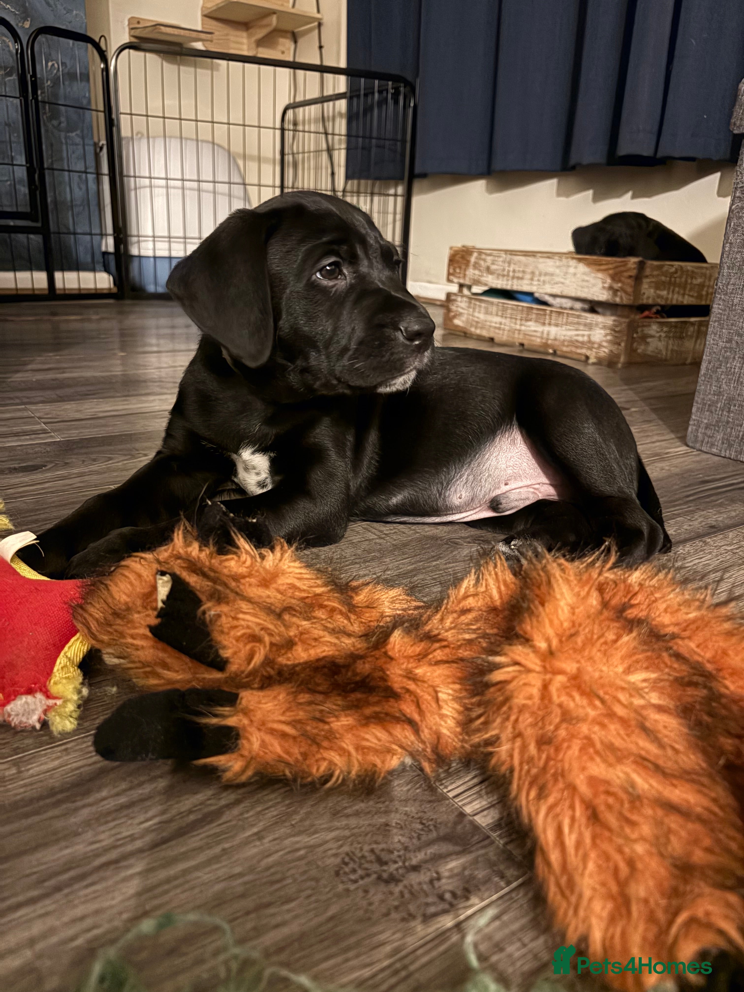 Mixed Breed dogs READY FOR NEW HOMES! Beautiful Dalmador puppies..! - Advert 5