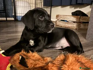 Mixed Breed dogs READY FOR NEW HOMES! Beautiful Dalmador puppies..! - Advert 5