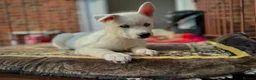 Siberian Husky dogs for sale: Beautiful puppies  - Advert 5