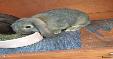 Mini Lop rabbits - Advert 5