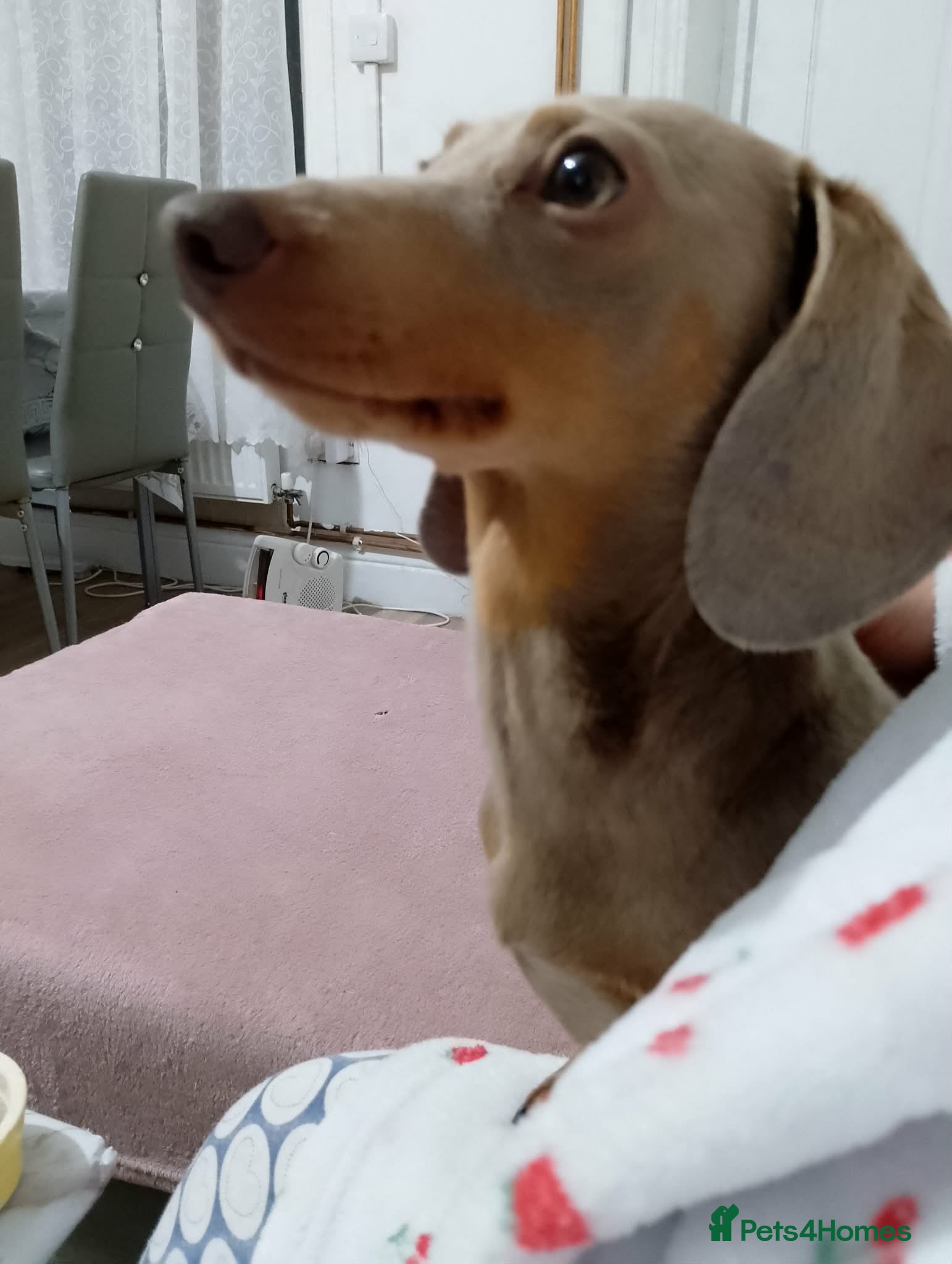 Miniature Dachshund dogs Beautifull girl - Advert 1