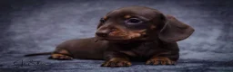 Miniature Dachshund dogs for sale: 1 little choc and tan girl ready to go now  - Advert 5