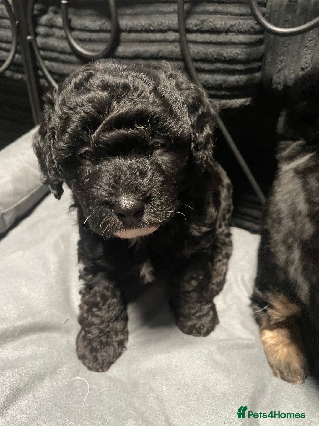 Labradoodle dogs for sale: F1bb miniature labradoodle puppies ready to go - Image 5