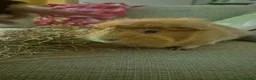 Guinea Pig rodents for sale: 2x male guinea pigs in Sudbury - Advert 2
