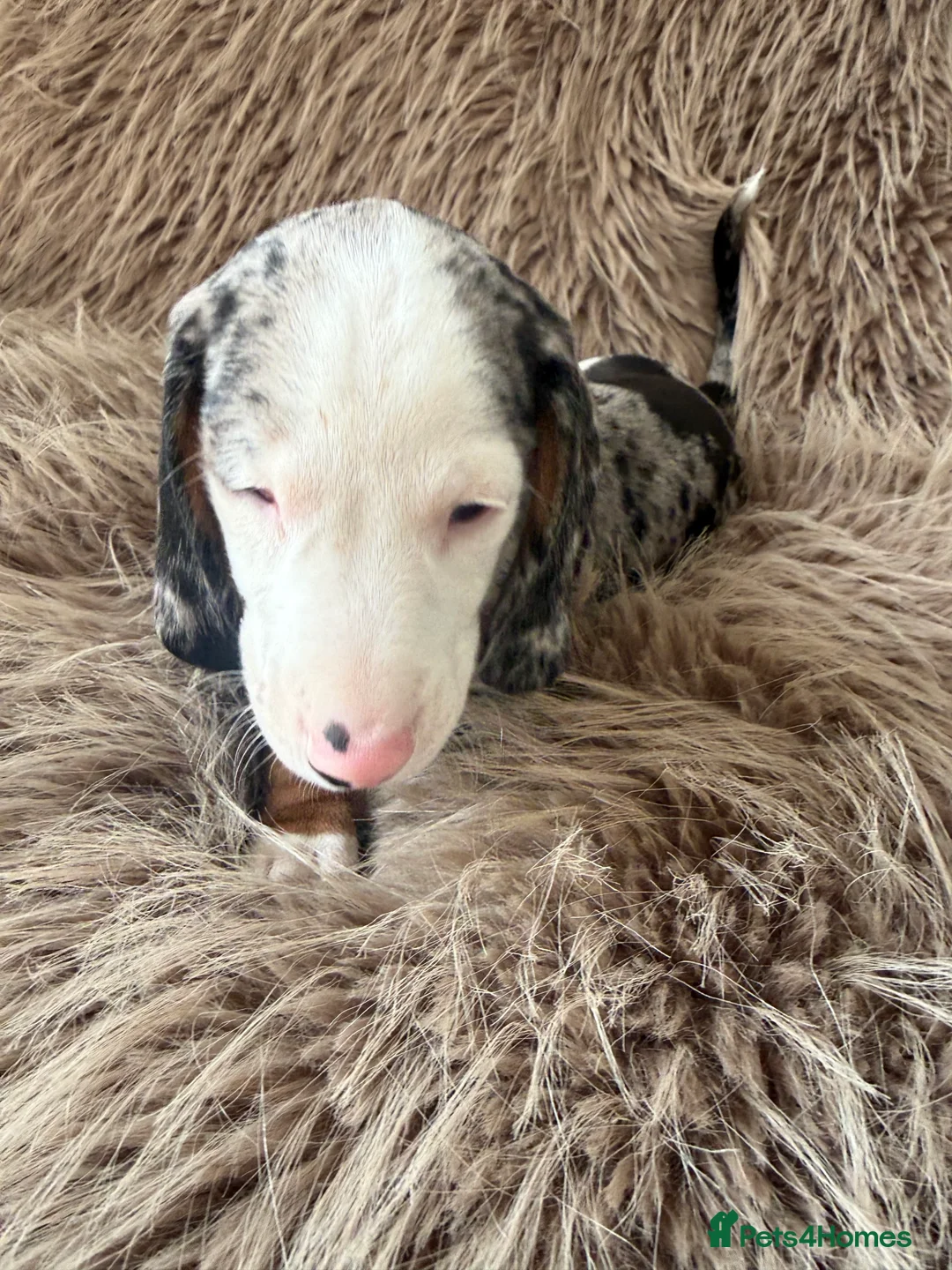 Miniature Dachshund dogs for sale: Two female mini dachshunds - Advert 12