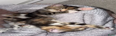 Domestic Shorthair 2