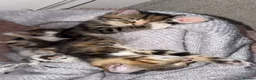 Domestic Shorthair cats for sale: Tabby kittens  - Advert 4