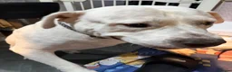 Mixed Breed dogs for sale: American bulldog / Staffordshire bull terrier in Rochdale - Advert 2