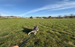 French Bulldog dogs for stud: KC Reg French Bulldog Lilac & Cream  - Image 7