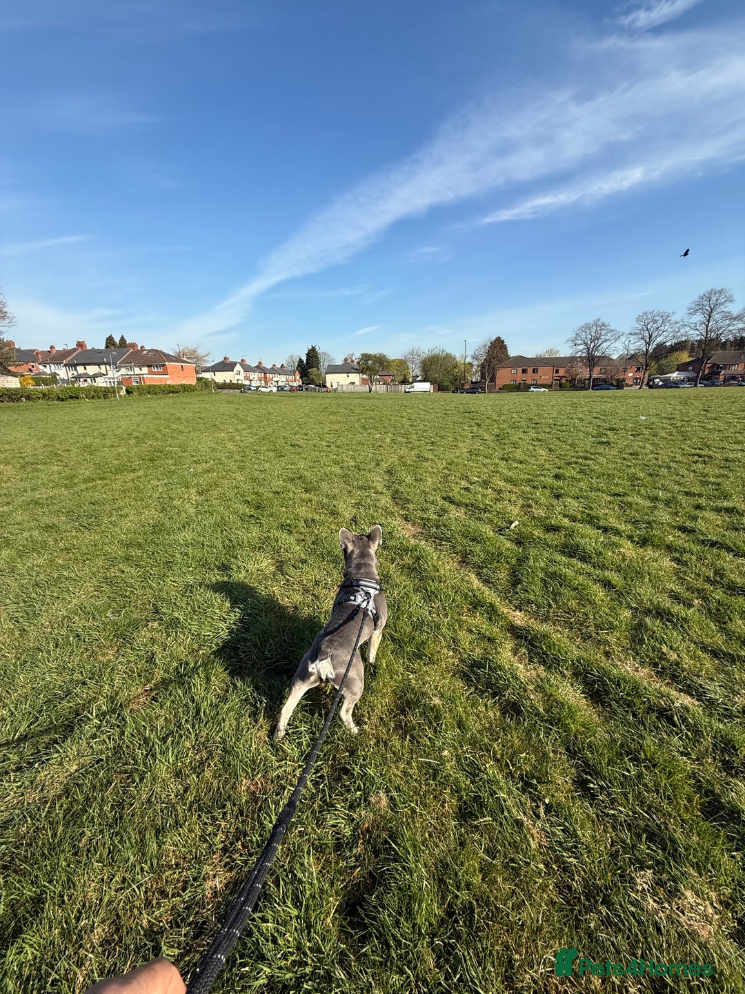 French Bulldog dogs for stud: KC Reg French Bulldog Lilac & Cream  - Image 7