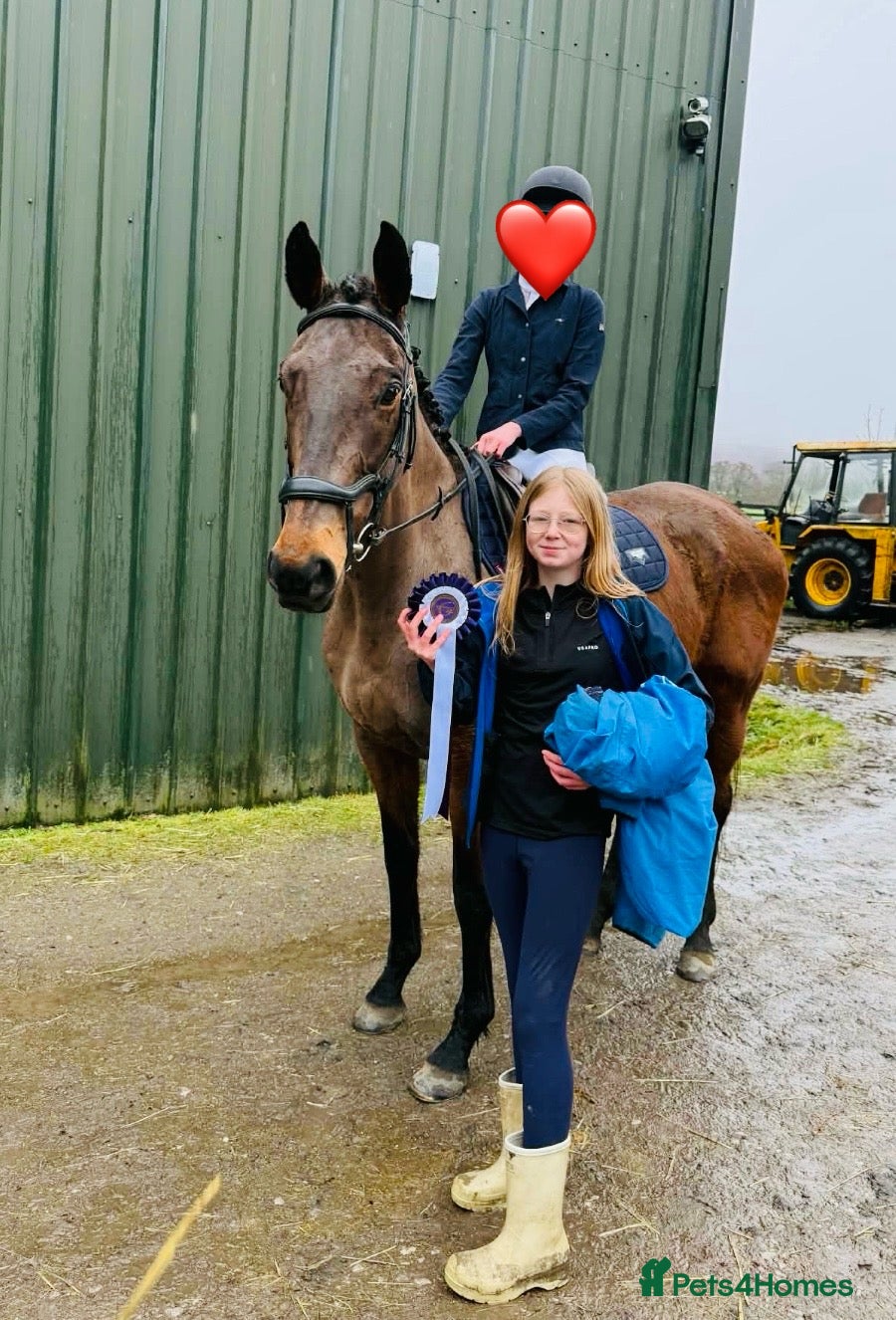 Irish Thoroughbred horses 10 yr old school mistress  - Advert 3