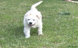 Golden Retriever dogs for sale: KC Registered  boy from 5 Star Breeder  - Image 17