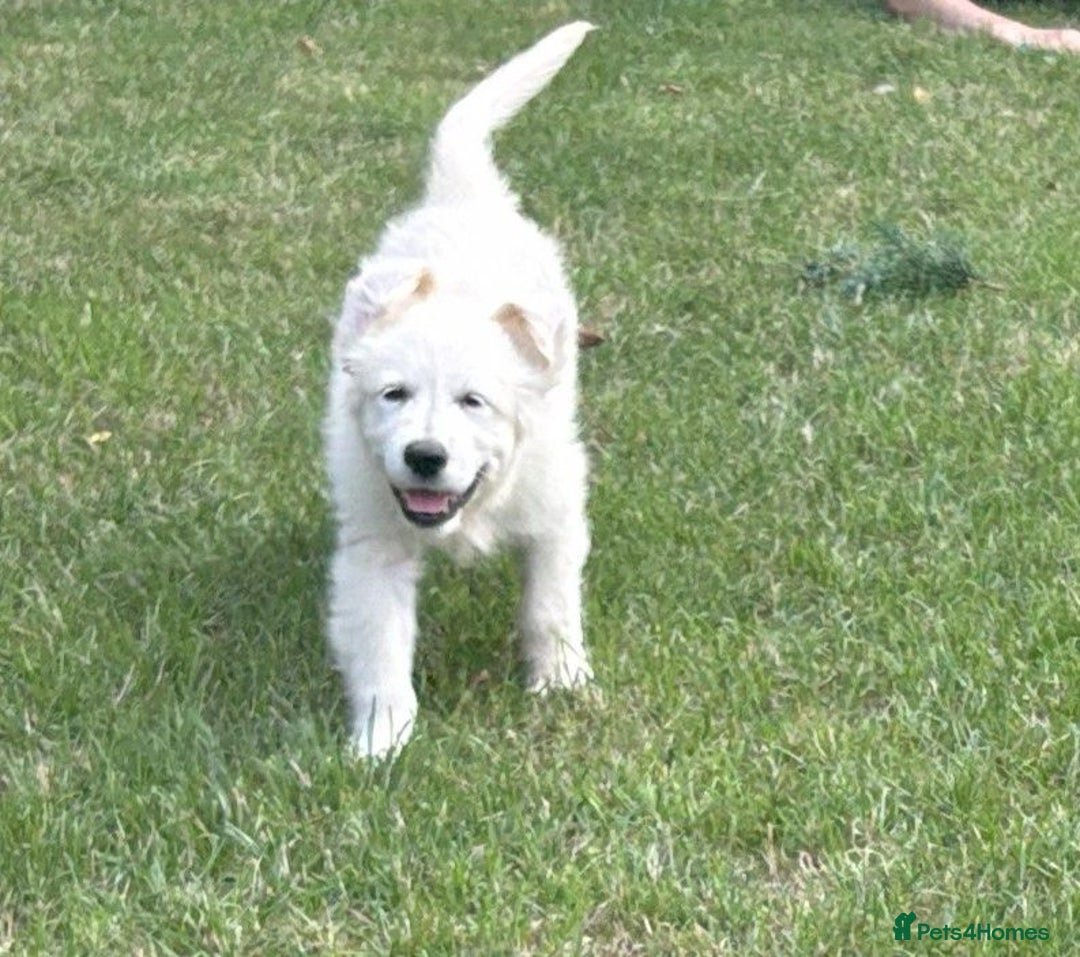 Golden Retriever dogs for sale: KC Registered  boy from 5 Star Breeder  - Image 17