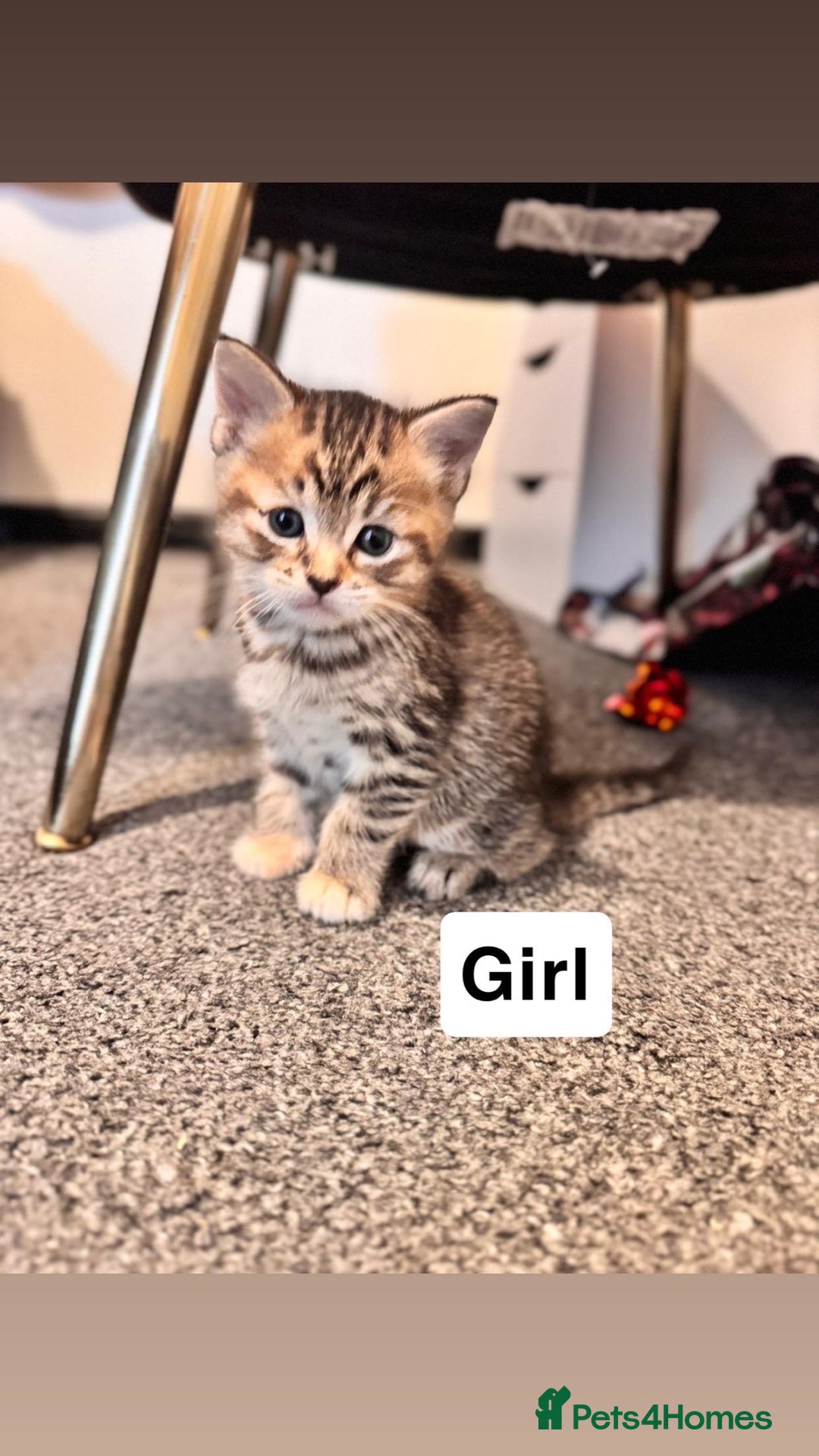 Mixed Breed cats for sale: Kitty’s looking for their forever homes  - Advert 6