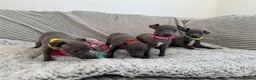 Italian Greyhound dogs for sale: KC registered blue Italian greyhounds for sale - Advert 1