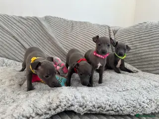 Italian Greyhound dogs KC registered blue Italian greyhounds for sale - Advert 11