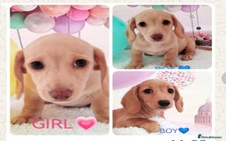 Miniature Dachshund dogs for sale: MINI CREAM DACHSHUND💥READY TO GO💥PRA CLEAR - Image 1
