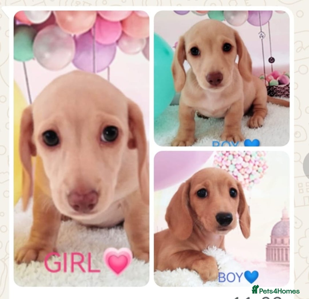 Miniature Dachshund dogs for sale: MINI CREAM DACHSHUND💥READY TO GO💥PRA CLEAR - Image 1