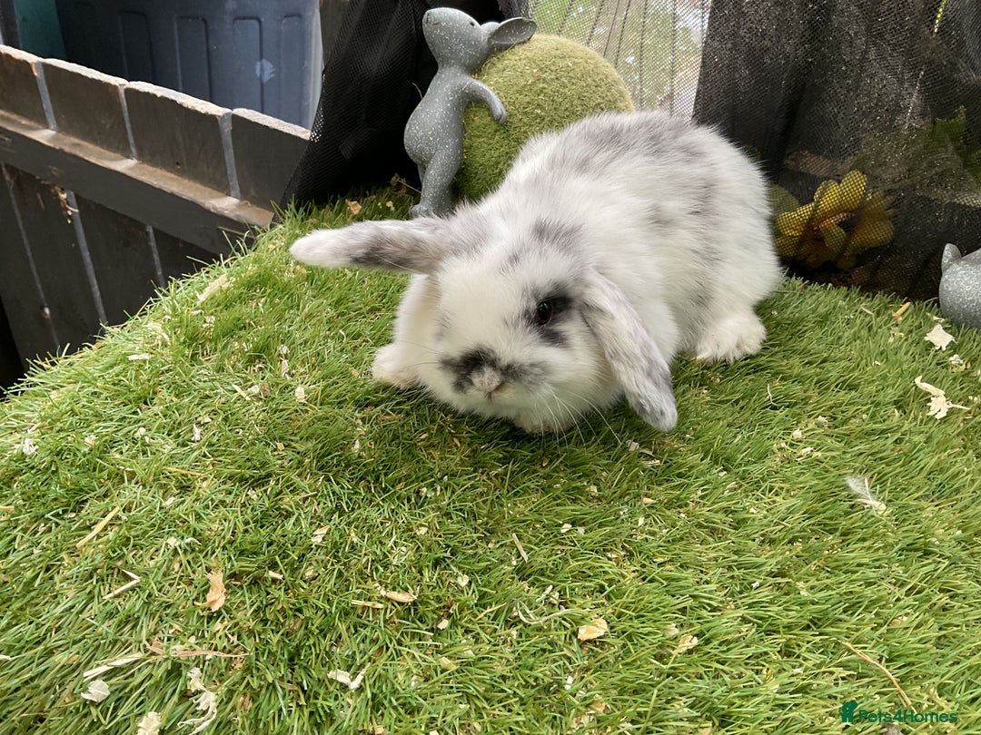 Mini Lop rabbits for sale: Baby mini lops and mini lion lop baby rabbits - Advert 15