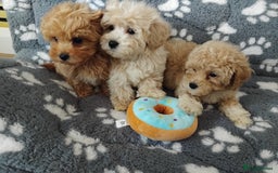 Maltipoo dogs for sale:  Maltipoo puppies  mix litter - Image 20