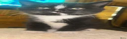 Mixed Breed cats for sale: 4 female kittens  in Lincoln - Advert 7