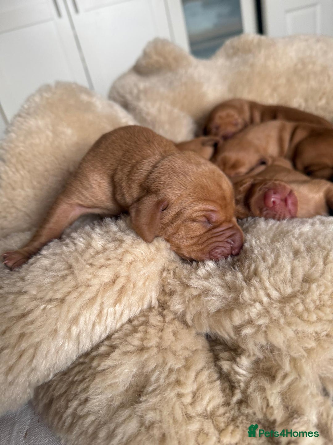 Hungarian Vizsla dogs for sale:  Adorable Vizsla Puppies for Sale🐶😍❤️ - Image 15