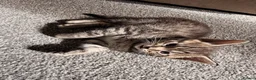Mixed Breed cats for sale: Ragdoll x Domestic Shorthair Rare Coat Kittens ♥️ in Manchester - Advert 17
