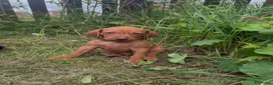 Hungarian Vizsla Puppy - Green