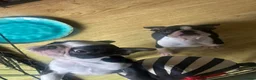 Boston Terrier dogs for sale: Ready now. 2 girls left Kc reg full collar Bostons - Advert 4