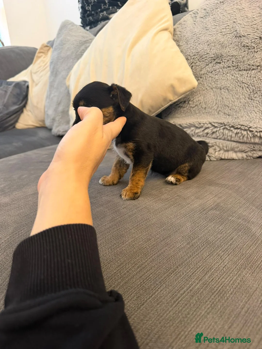 Jack Russell dogs for sale: Jack russel puppies  - Advert 2