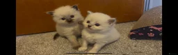 Ragdoll cats for sale: TWO RAGGDOLL-PERSIAN BOYS - Advert 14