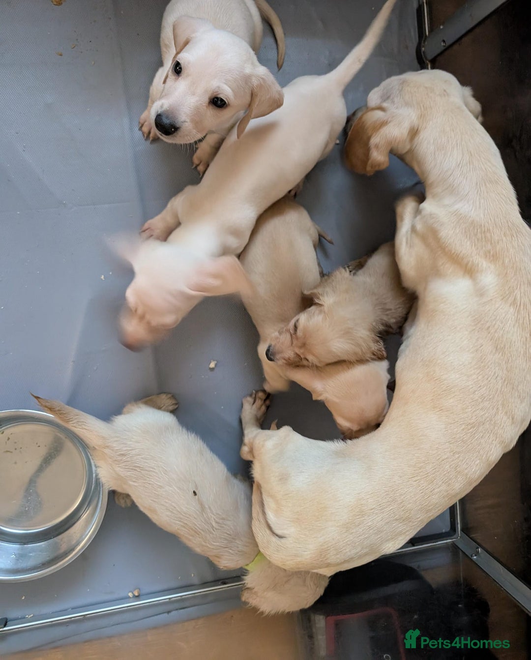 Miniature Dachshund dogs for sale: Miniature Cream Dachshund Puppies KC Reg   - Image 21