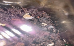 Mixed Breed reptiles for sale: African land snails  - Image 3