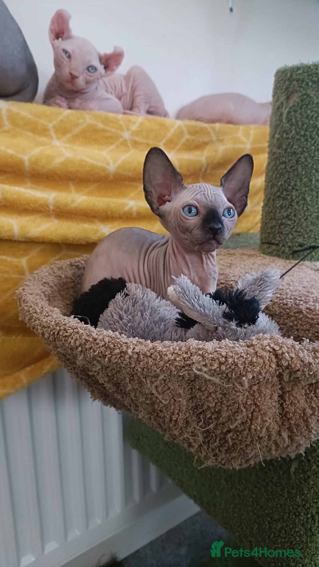 Sphynx cats for sale: Sphynx kittens - Advert 4