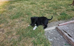 Staffordshire Bull Terrier dogs for sale: Staffordshire bull terrier puppies. - Image 17