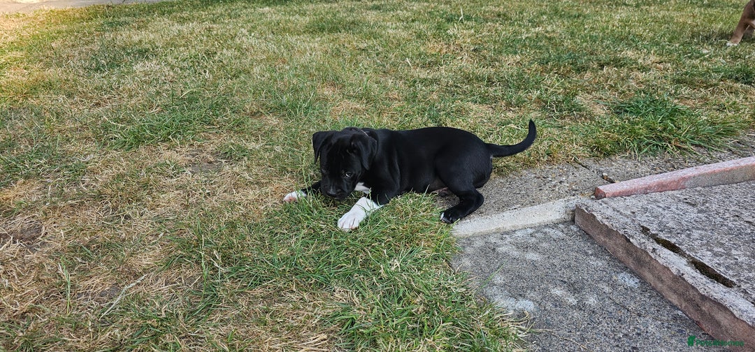 Staffordshire Bull Terrier dogs for sale: Staffordshire bull terrier puppies. - Image 17