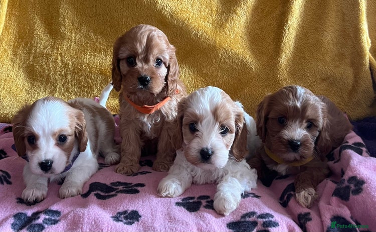 Cavapoo dogs - Advert 8