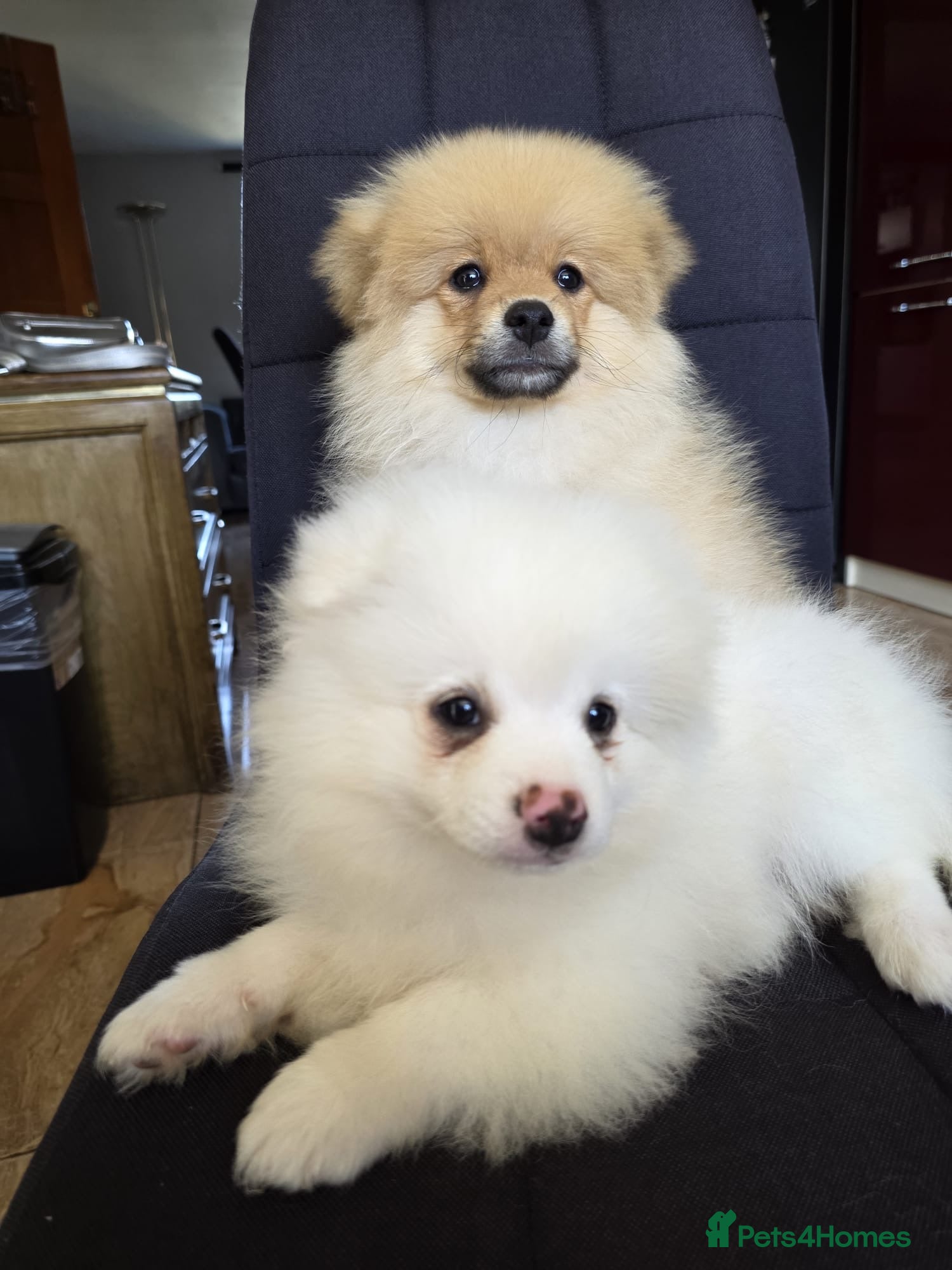 Pomeranian dogs Beautiful pomeranian  puppies ready to go - Advert 12