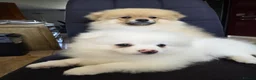 Pomeranian dogs for sale: Beautiful pomeranian  puppies ready to go - Advert 5