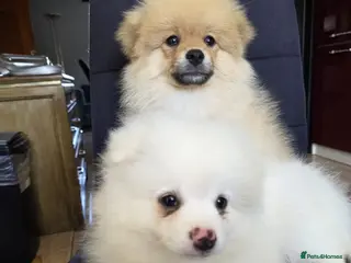 Pomeranian dogs Beautiful pomeranian puppies ready to go - Advert 9