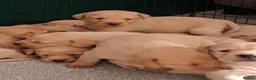 Labrador Retriever dogs for sale: KC Reg Labrador Pups - Advert 10