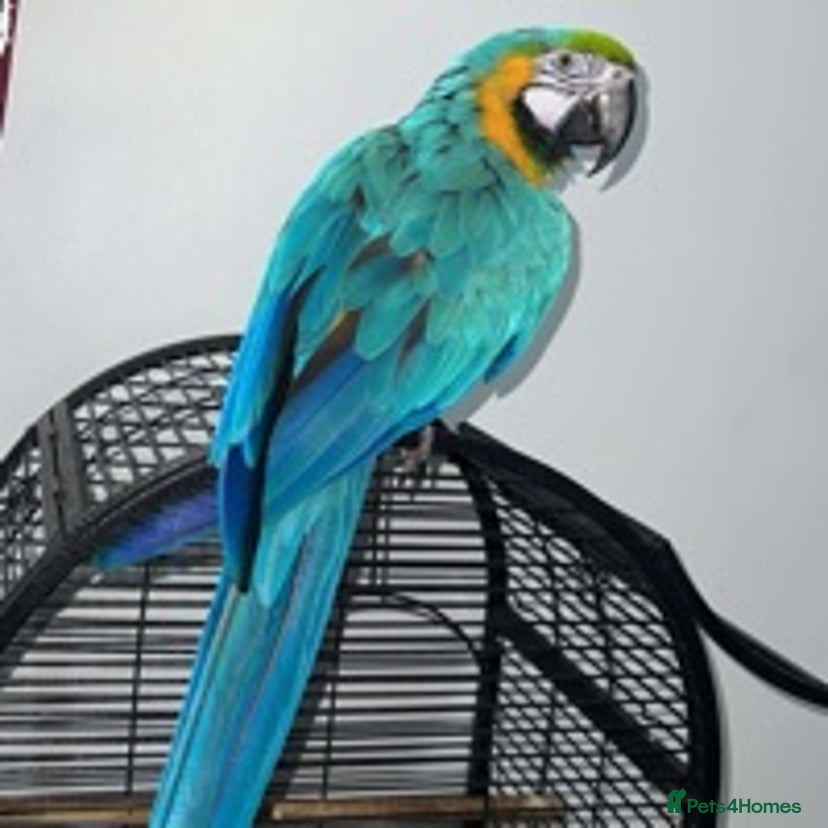 Curated Uk Macaw Bird Sale Gallery View 41