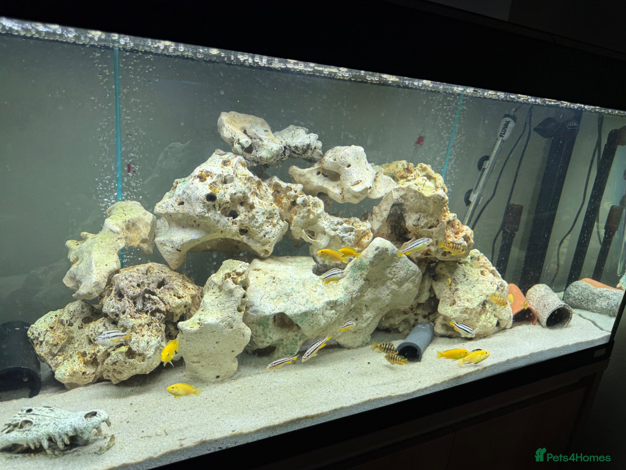 Cichlids fish Mbuna cichlids - Advert 2