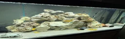Cichlids fish for sale: Mbuna cichlids in Barnsley - Advert 2