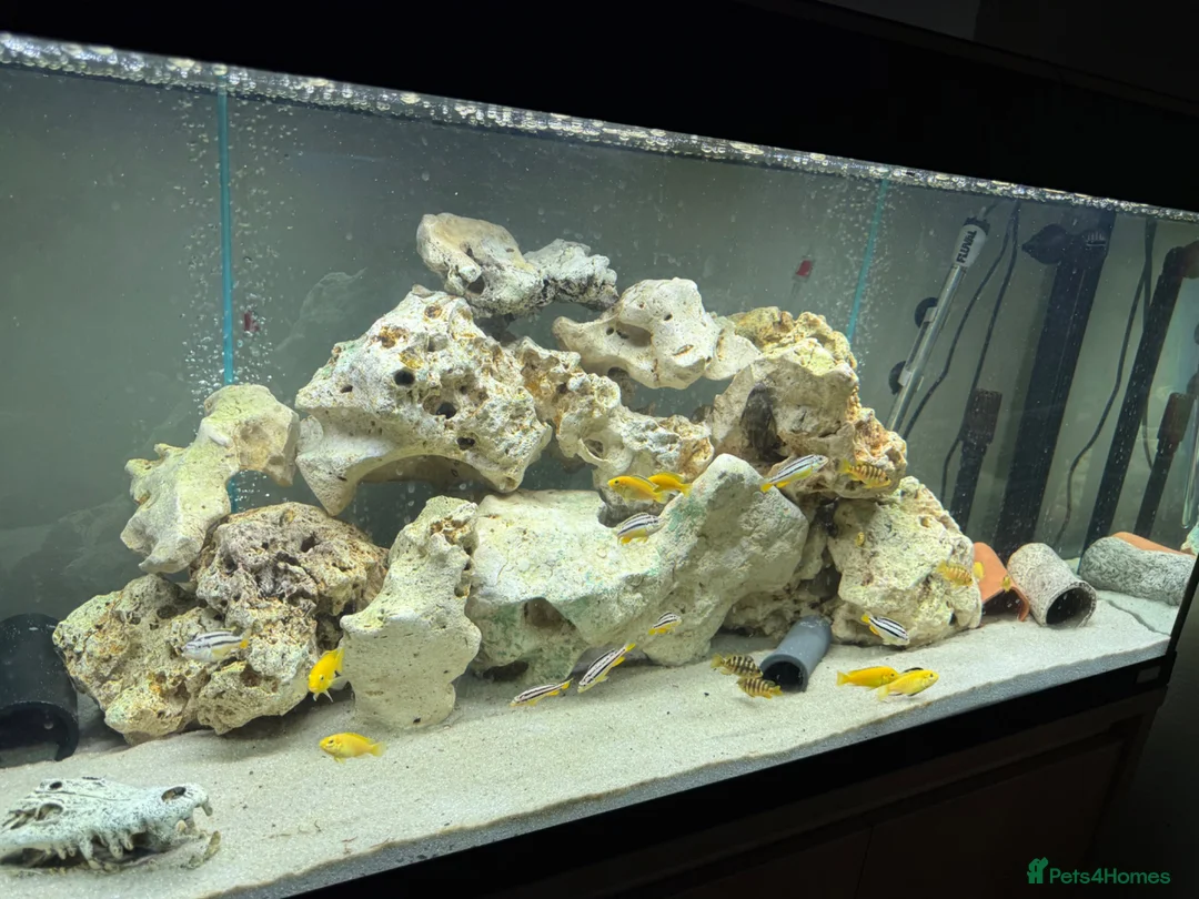 Cichlids fish for sale: Mbuna cichlids in Barnsley - Advert 2