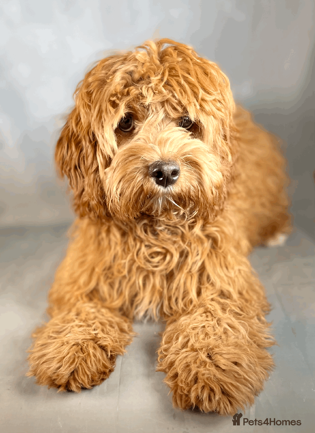 Toy Poodle dogs for stud: Exquisite Proven KC Red Stud DNA Clear Eye Tested - Advert 7