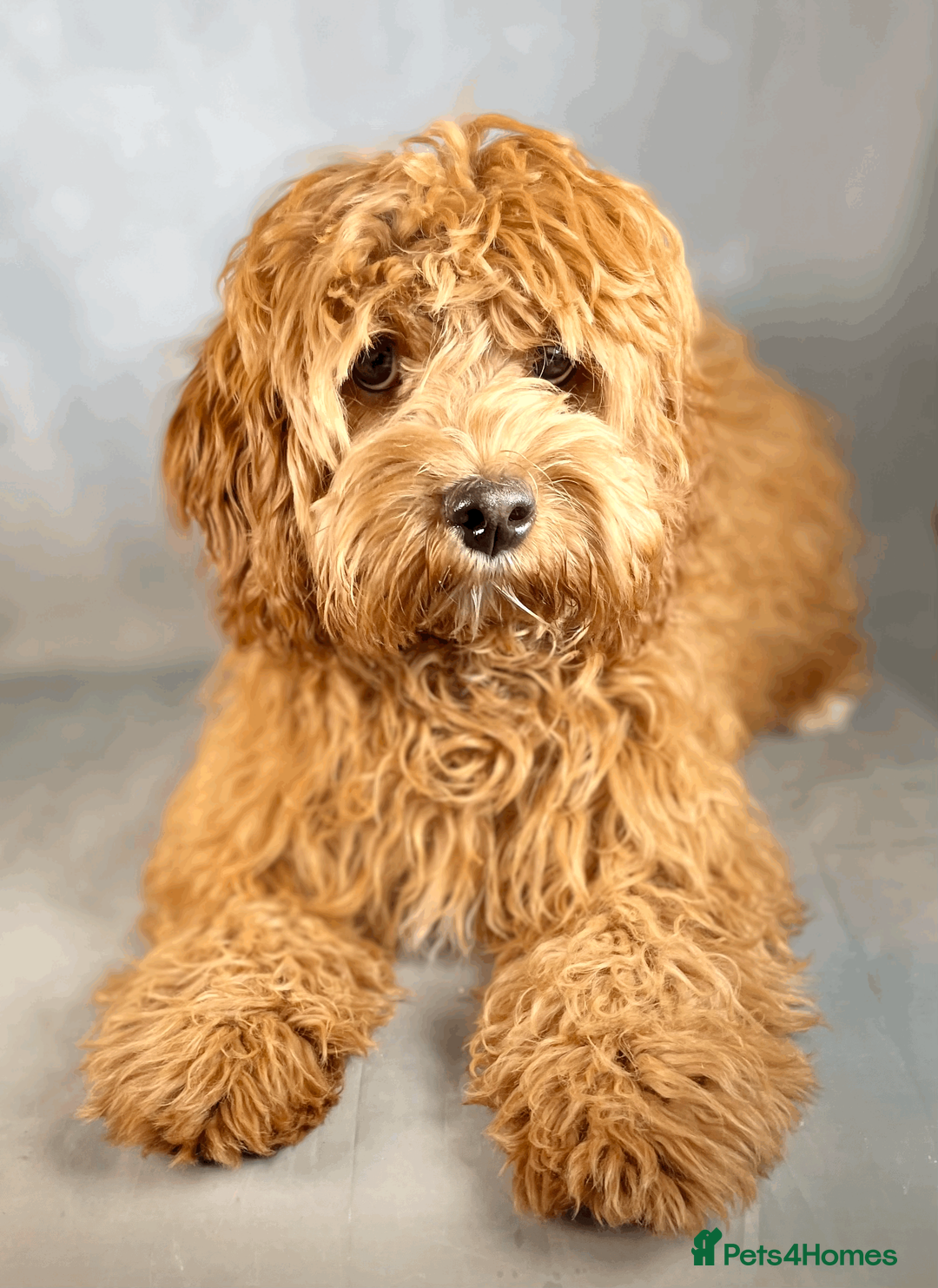 Toy Poodle dogs for stud: Exquisite Proven KC Red Stud DNA Clear Eye Tested - Advert 7