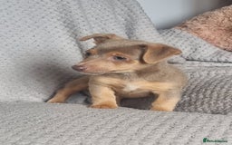 Jack Russell dogs for sale: Miniature jack Russell's only 3 available now - Image 30